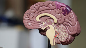 ECS Explained: Everything You Need to Know about the Endocannabinoid System