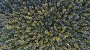 Hemp 101: 5 Common Questions Answered