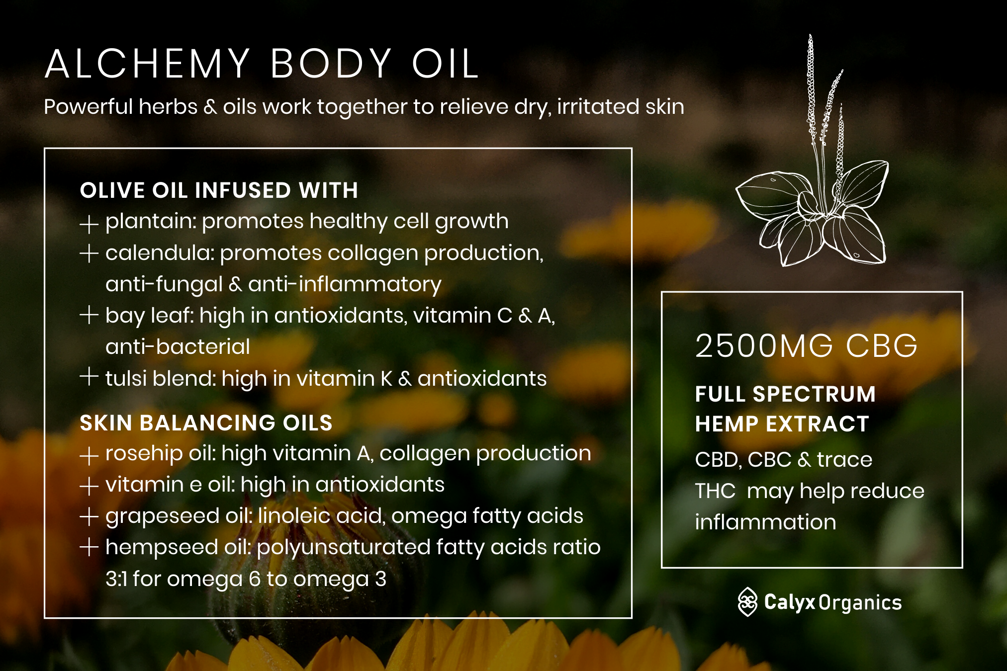 Alchemy Body Oil